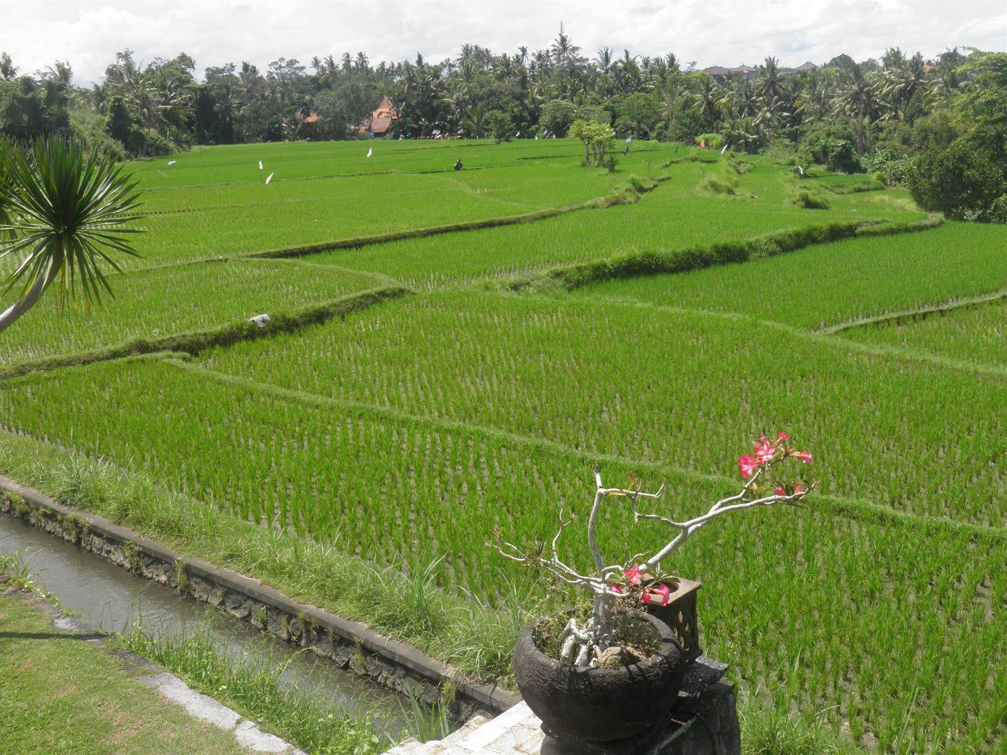 Bumi Ubud Resort Buitenkant foto